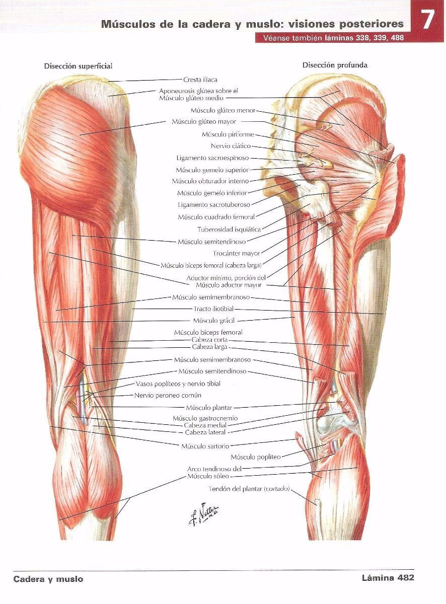 atlas de anatomia netter pdf